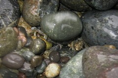 Pinnotherelia laevigata