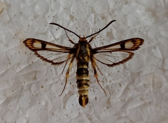 Chamaesphecia empiformis