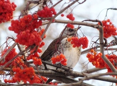 Turdus pilaris