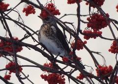 Turdus pilaris