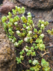 Pimelea microphylla