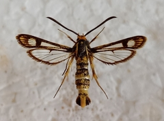 Chamaesphecia empiformis