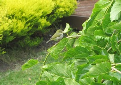 Zosterops lateralis chloronotus