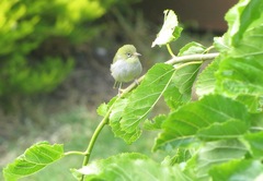 Zosterops lateralis chloronotus