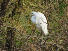 Ardea alba
