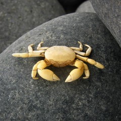 Pinnotherelia laevigata