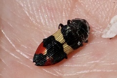 Castiarina bella