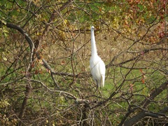 Ardea alba