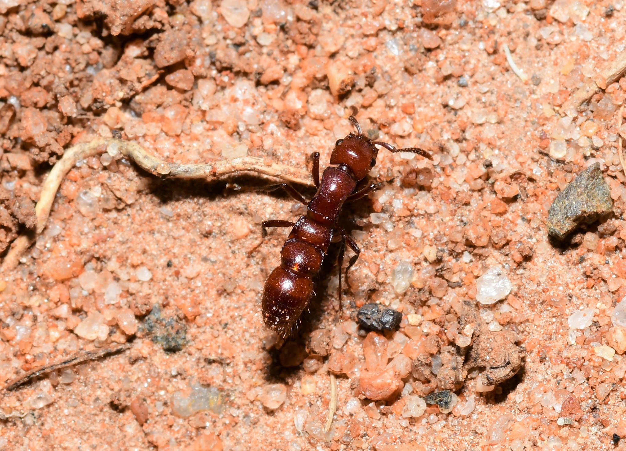 Lioponera clarki