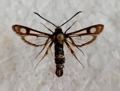 Chamaesphecia empiformis