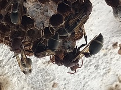 Ropalidia