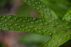 Microsorum membranifolium