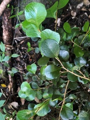 Planchonella cotinifolia