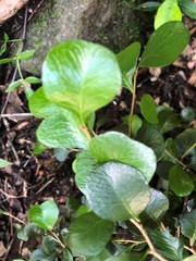 Planchonella cotinifolia