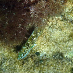 Notolabrus inscriptus