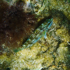 Notolabrus inscriptus