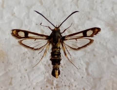 Chamaesphecia empiformis