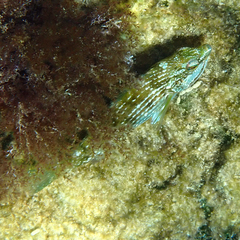 Notolabrus inscriptus