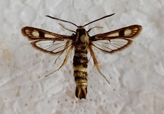 Chamaesphecia empiformis