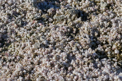 Balanus amphitrite saltonensis