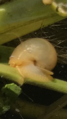 Pomacea