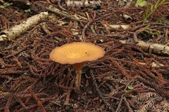 Pleurotus tuber-regium