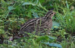 Coturnix pectoralis