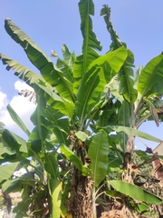 Musa