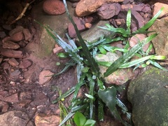 Asplenium attenuatum