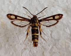 Chamaesphecia empiformis