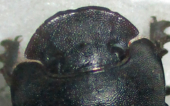 Metacatharsius opacus