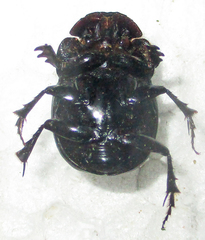 Metacatharsius opacus