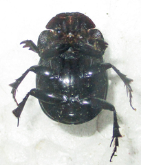 Metacatharsius opacus