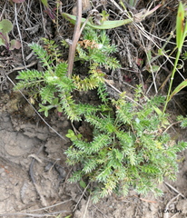 Acaena pinnatifida californica