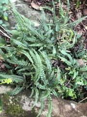 Adiantum hispidulum minus