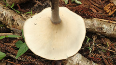 Pleurotus tuber-regium