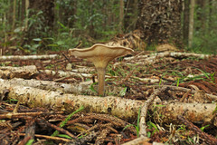Pleurotus tuber-regium