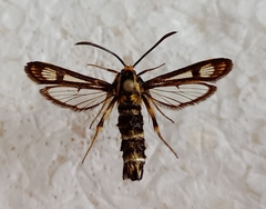 Chamaesphecia empiformis