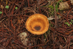 Pleurotus tuber-regium