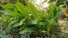 Curcuma longa