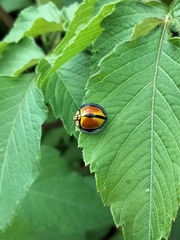 Australoneda bourgeoisi