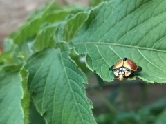 Australoneda bourgeoisi