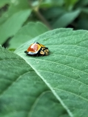 Australoneda bourgeoisi