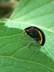 Australoneda bourgeoisi