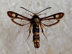 Chamaesphecia empiformis