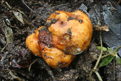 Zelleromyces