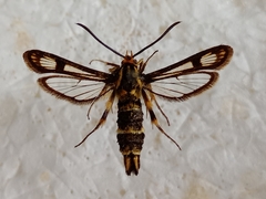 Chamaesphecia empiformis