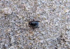 Reichardtia pedatrix