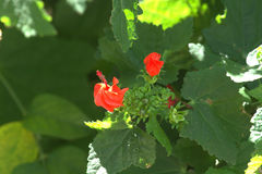 Malvaviscus arboreus drummondii