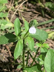 Rostellularia obtusa